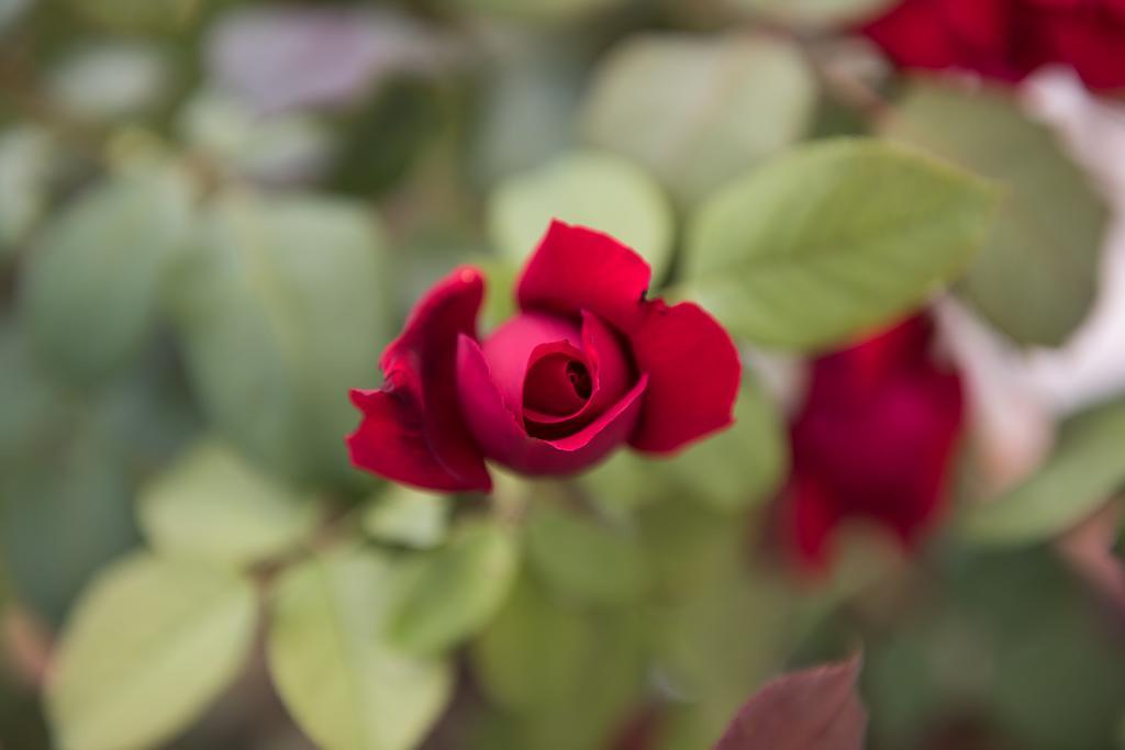 Rosa Del Grappa Acomodação com café da manhã Exterior foto